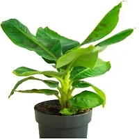 Super Dwarf Cavendish Banana Plant - Ideal for Pots-thumb1