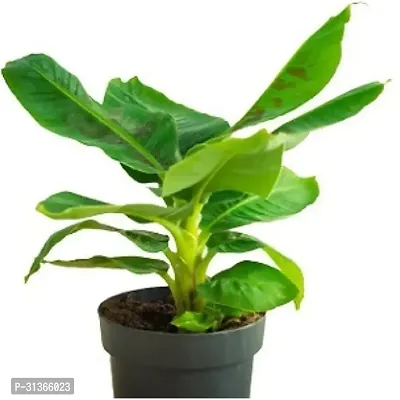 Super Dwarf Cavendish Banana Plant - Ideal for Pots-thumb2