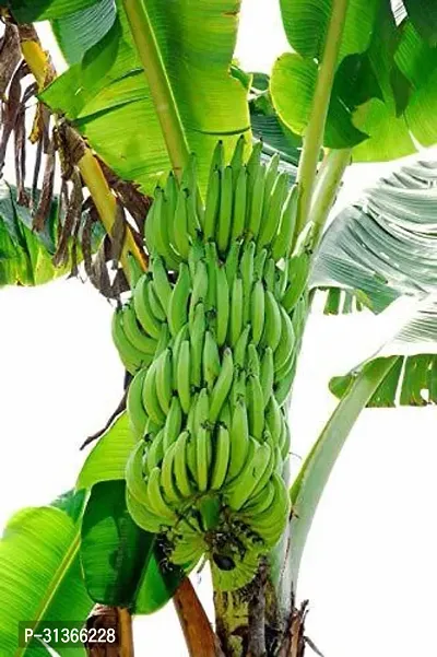 Rare Red Dacca Banana Plant - Exotic and Beautiful-thumb0