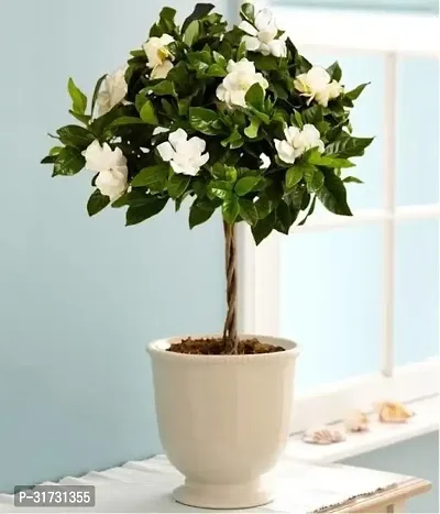 Potted Jasmine Plant - Ideal for Home and Office-thumb0