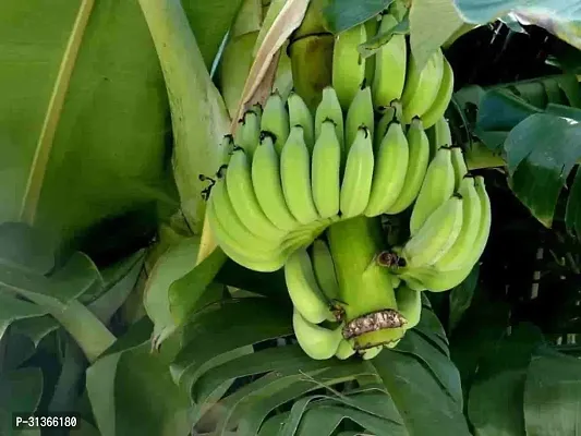 Fresh Musa Basjoo Banana Tree - Cold Hardy Variety-thumb0