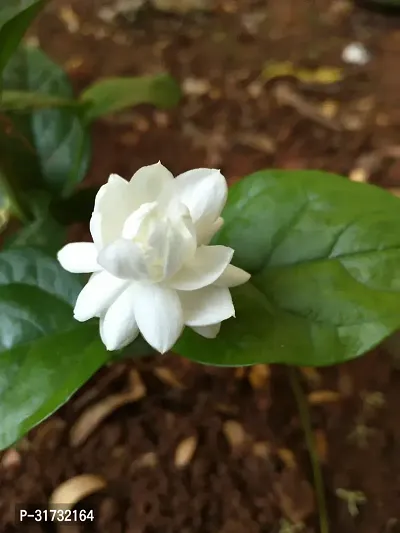 Jasmine Plant for Indoor and Outdoor Use-thumb0