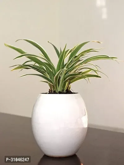 Spider Plant - Easy to Grow Indoor Plant-thumb0