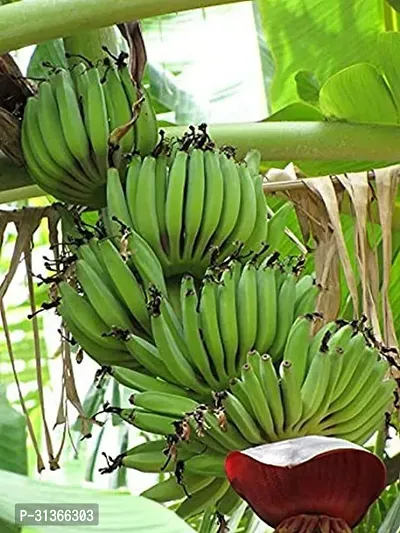 Cold Hardy Musa Basjoo Banana Plant - Live Tree-thumb0