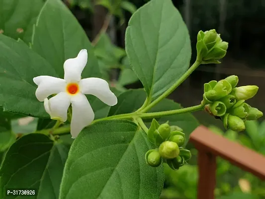 Potted Jasmine Plant - Ideal for Gift Giving-thumb0