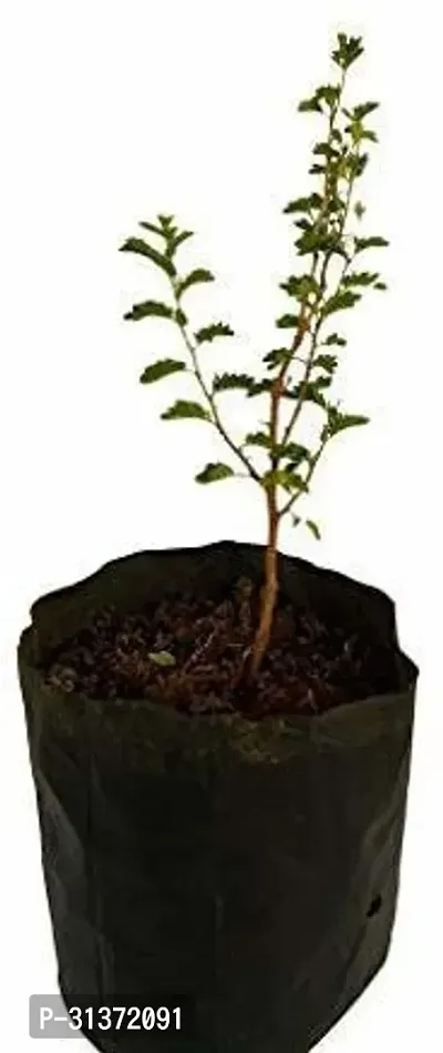 Prosopis Cineraria with Organic Soil-thumb0