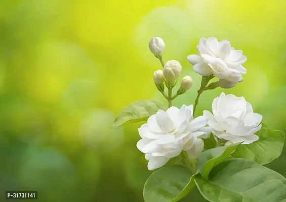 Healthy Jasmine Plant - Ideal for Home and Office-thumb0