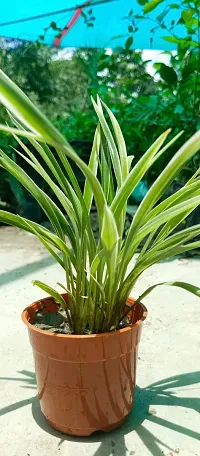 Chlorophytum comosum - Spider Plant in 4-Inch Pot-thumb2