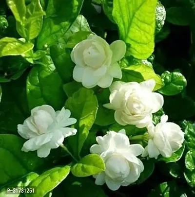 Jasmine Plant with Lush Green Leaves-thumb0