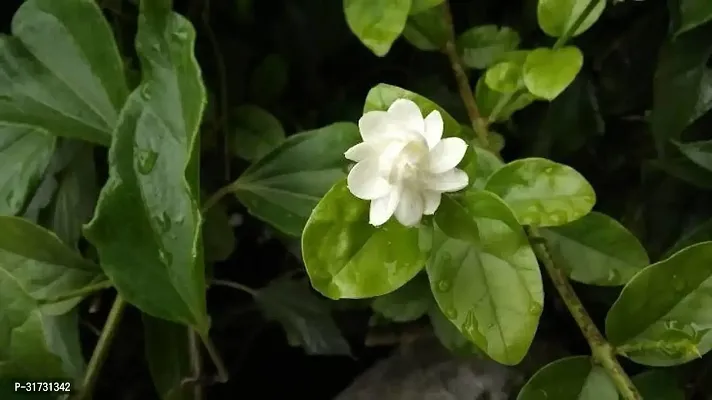 Healthy Jasmine Plant - Ideal for Home and Office-thumb0