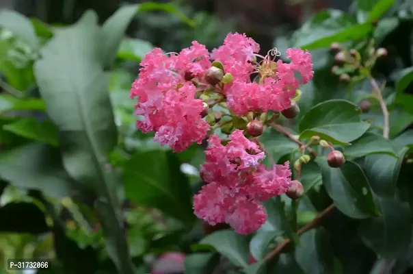 Flowering Jasmine Vine for Pergolas-thumb0