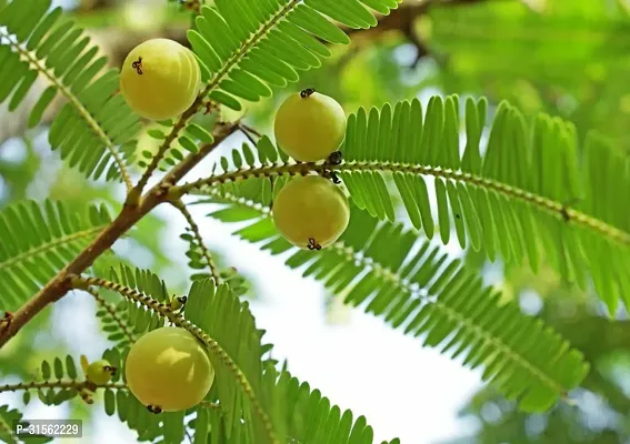 Amla Berry Plant - Delicious and Nutritious-thumb2