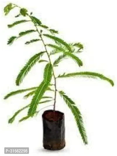 Hardy Amla Berry Plant - Easy to Grow-thumb3