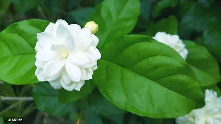 Healthy Jasmine Plant - Beautiful and Fragrant-thumb0