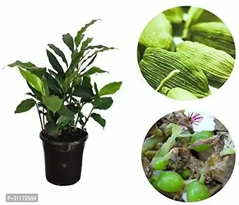 Elaichi Plant - Perfect for Homegrown Spices-thumb0