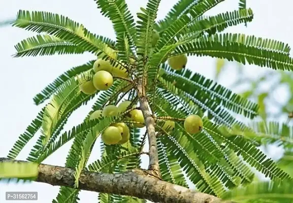 Nutrient-Dense Amla Bush - Superfood Plant-thumb0