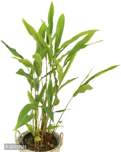 Organic Elaichi Plant - Fresh Aromatic Spice