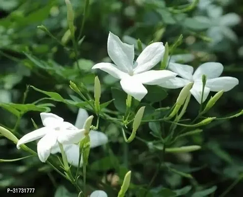 Healthy Jasmine Plant - Perfect for Indoor Spaces-thumb0