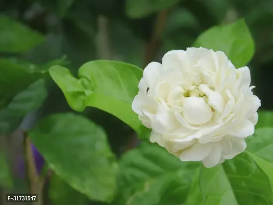 Healthy Jasmine Plant - Perfect for Indoor Gardens