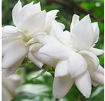 White Jasmine Plant with Sweet Fragrance-thumb1