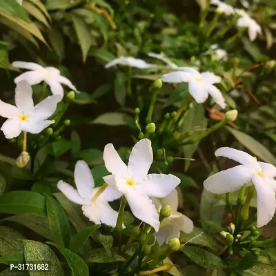 Low-Water Jasmine Plant for Conserving Resources-thumb0