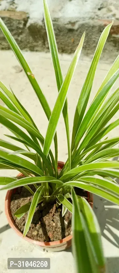 Spider Plant - Perfect Indoor Plant for Fresh Air-thumb2