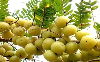 Nutrient-Rich Gooseberry Tree - Amla Variety-thumb1