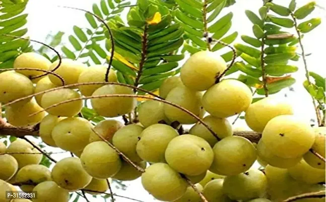 Nutrient-Rich Gooseberry Tree - Amla Variety-thumb2