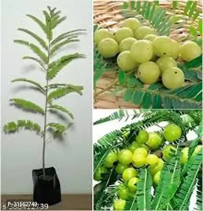 Low-Water Gooseberry Plant - Amla Edition-thumb3