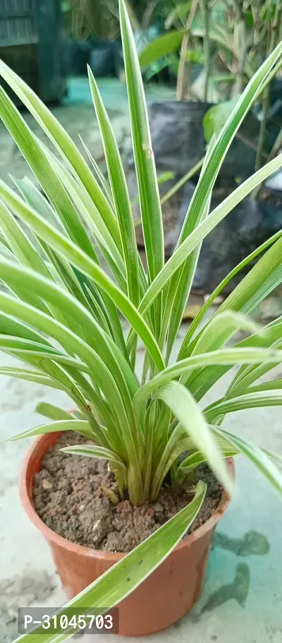 Live Spider Plant - Easy Care Indoor Plant-thumb2