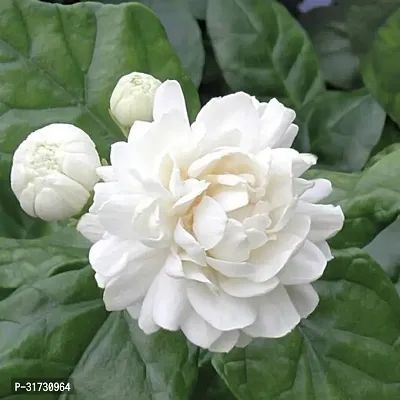 Healthy Jasmine Plant - Beautiful and Fragrant-thumb0