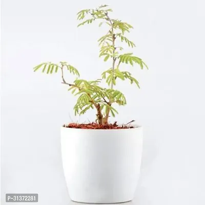 Elegant Shami Plant for Indoor Beauty-thumb0