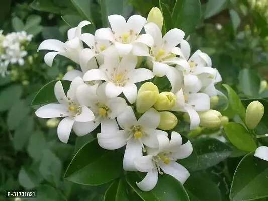 Jasmine Plant for Home Decor - Aromatic and Easy to Grow-thumb0