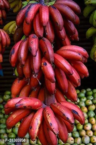 Fresh Musa Basjoo Banana Tree - Cold Hardy Variety-thumb0