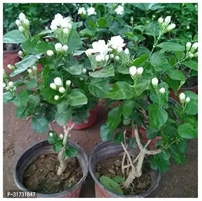 Premium Jasmine Plant with Flowers-thumb0