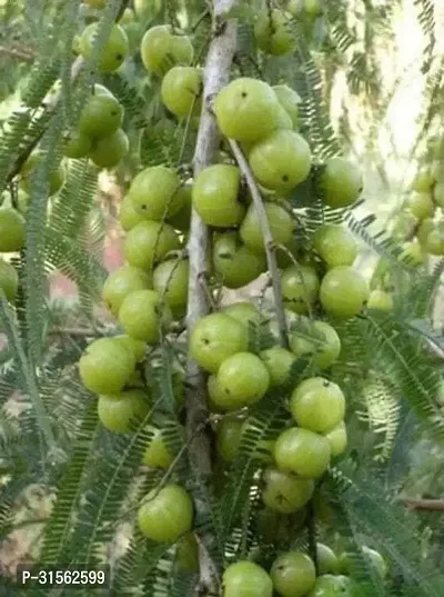 Easy-Care Amla Plant - Beginner Friendly-thumb0