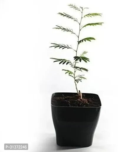 Elegant Shami Plant for Home and Office-thumb0