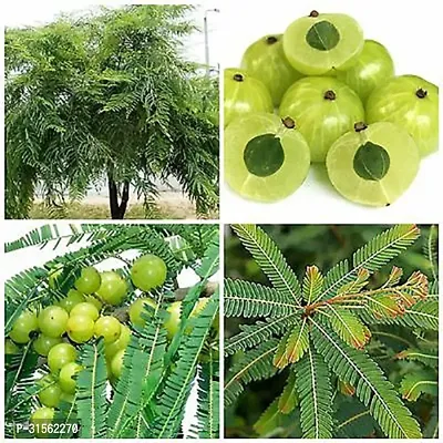 Evergreen Amla Tree - Lush All Year-thumb0