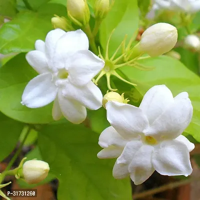 Compact Jasmine Plant for Apartments-thumb2