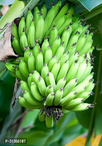 Organic Musa Banana Plant - Perfect for Backyard Gardens-thumb3