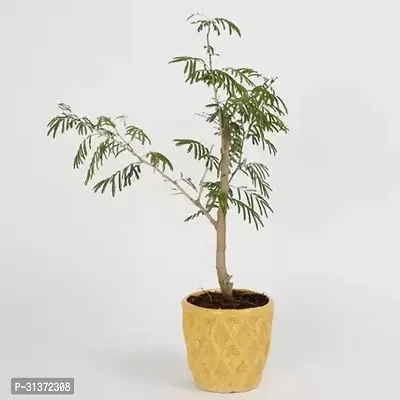 Hardy Prosopis Cineraria Plant