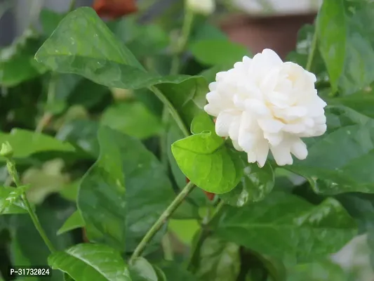 Jasmine Plant with Pot - Easy to Maintain-thumb0