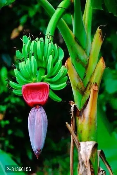 Rare Blue Java Banana Plant - Unique Live Plant-thumb0