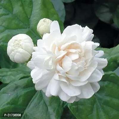 Jasmine Plant for Indoor Decor - Beautiful and Aromatic-thumb0