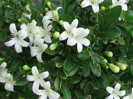 Premium Jasmine Plant - Long-Lasting Fragrance-thumb1