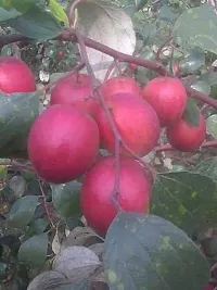 Juicy Ber Apple Plant - Ideal for Snacks-thumb1