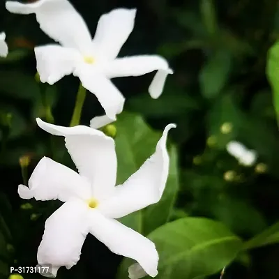 Fragrant Jasmine Plant - Adds Charm to Your Home-thumb0