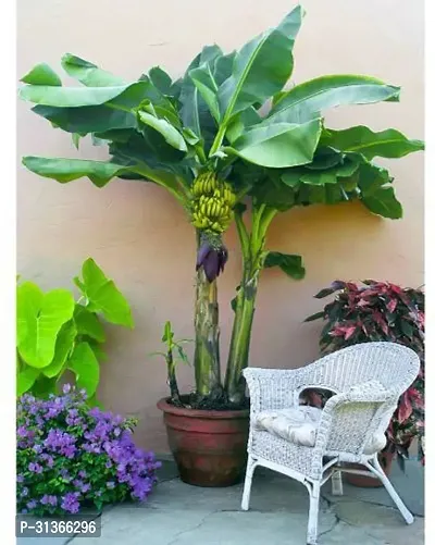 Fresh Live Musa Banana Plant - Easy to Grow-thumb0