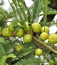 Pesticide-Free Amla Plant - Safe for Homes-thumb1