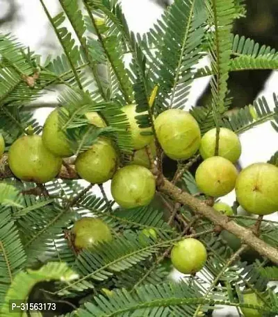 Pesticide-Free Amla Plant - Safe for Homes-thumb2